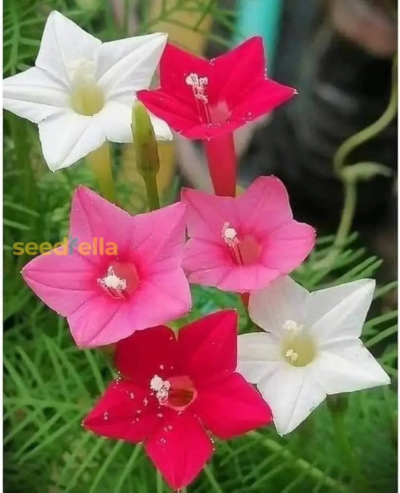 Non GMO Star Creeper seeds