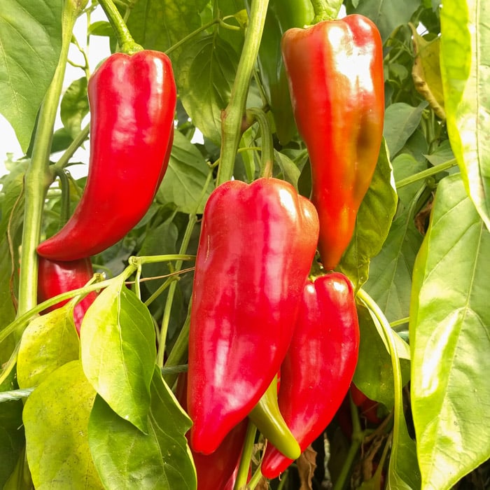 Kalocsa Red Vegetable Seeds for Planting