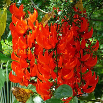 Red Strongylodon seeds for planting