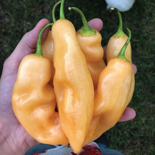 Sugar Rush Peach Pepper Vegetable Seeds for Planting