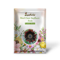 Black Giant Sunflower garden seeds for outdoor planting