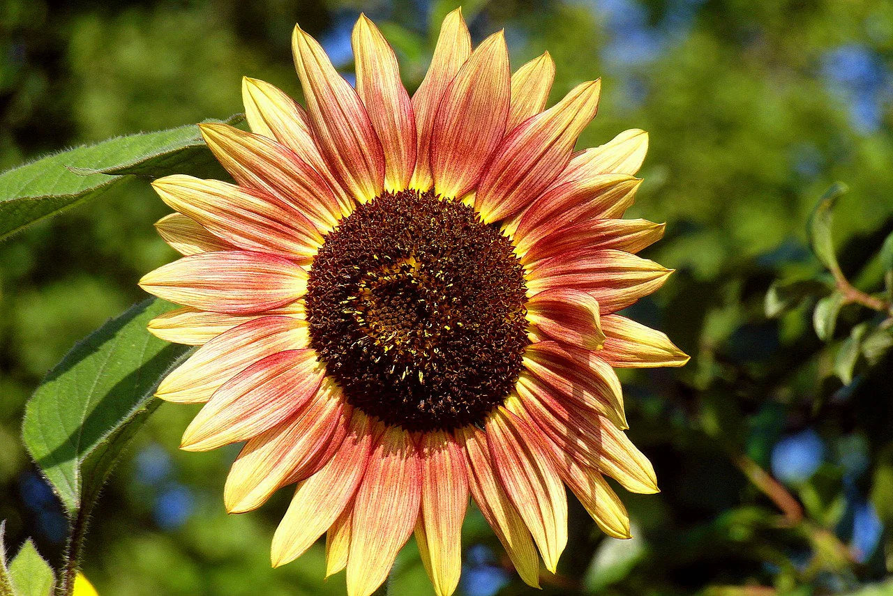 Burgundy sunflower bloom seeds for home gardens