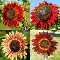 Non GMO burgundy sunflower seeds for gardening