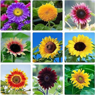 100 Pcs