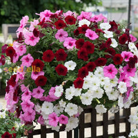 Superbells mixed flowering seeds for gardens