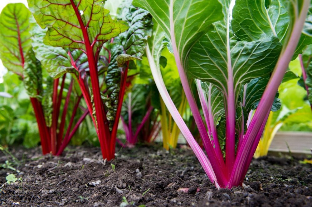 Rainbow Chard Vegetable Seeds for Easy Planting