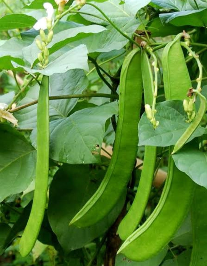 Sword Bean Vegetable Planting Seeds