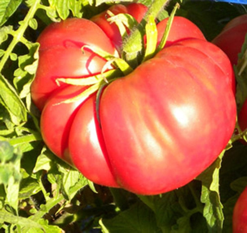 Cosmonaut Volkov Heirloom Tomato Seeds for Spring Planting | Flavorful, Early Harvest