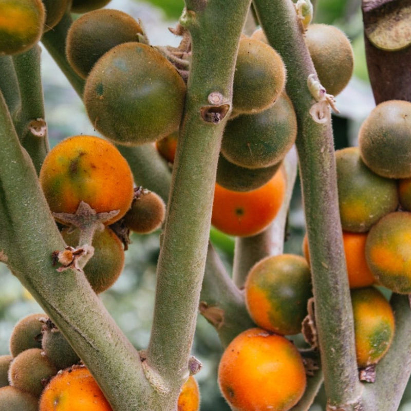 Naranjilla Fruit Seeds for Planting - Grow Exotic Fruits