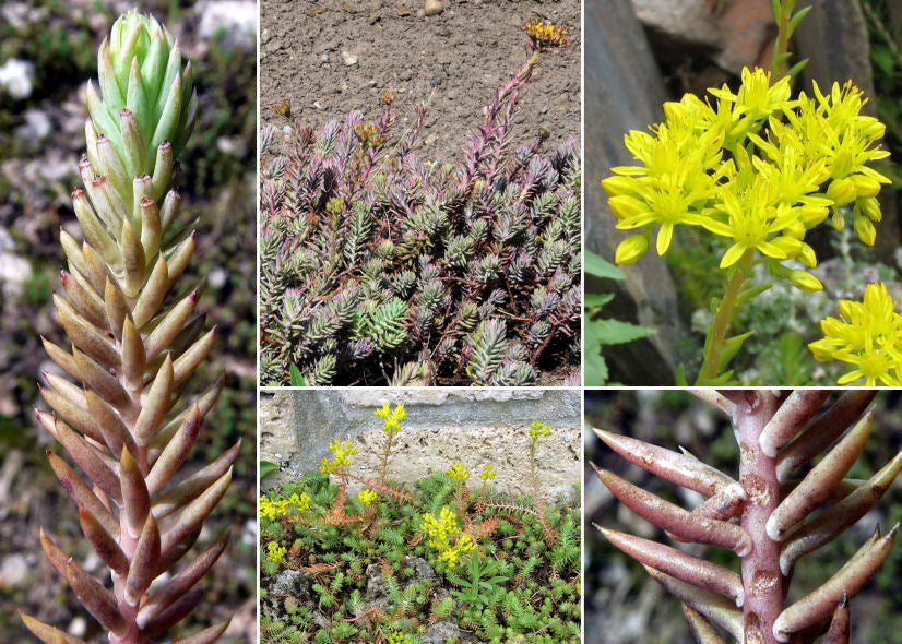 Green Sedum Montanum Flower seeds for Planting - Cottage Garden Essential, Heirloom & GMO Free Seeds for Home Garden