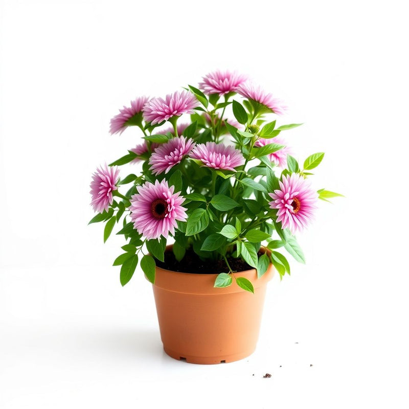 Japan Spider Chrysanthemums Seeds for Planting - Unique Floral Beauty