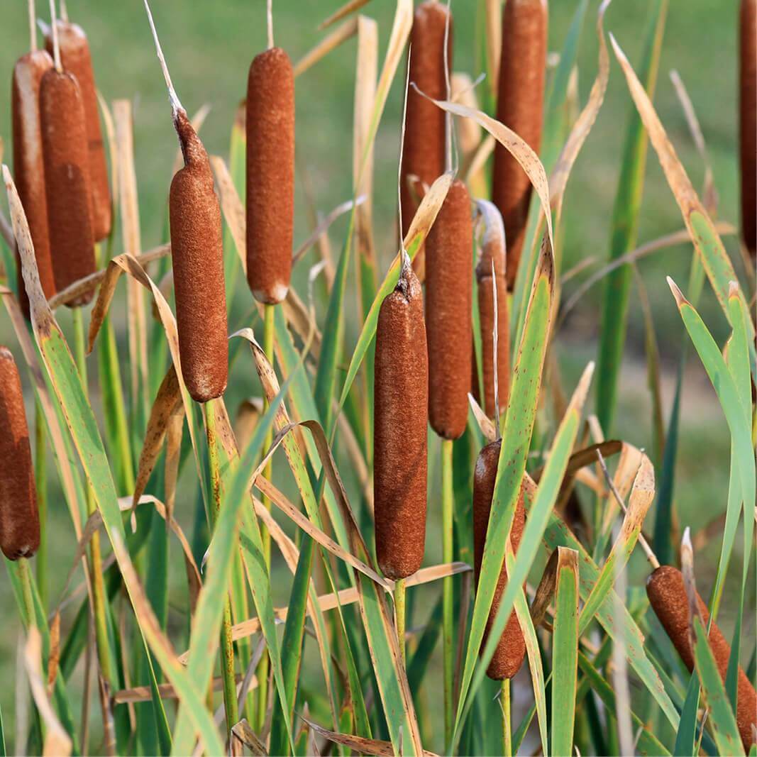 Brown Sausage Seeds for Planting