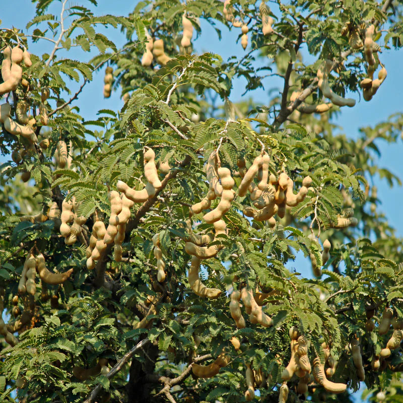Orchid Tamarind Tamarindus Indica Tree Seeds