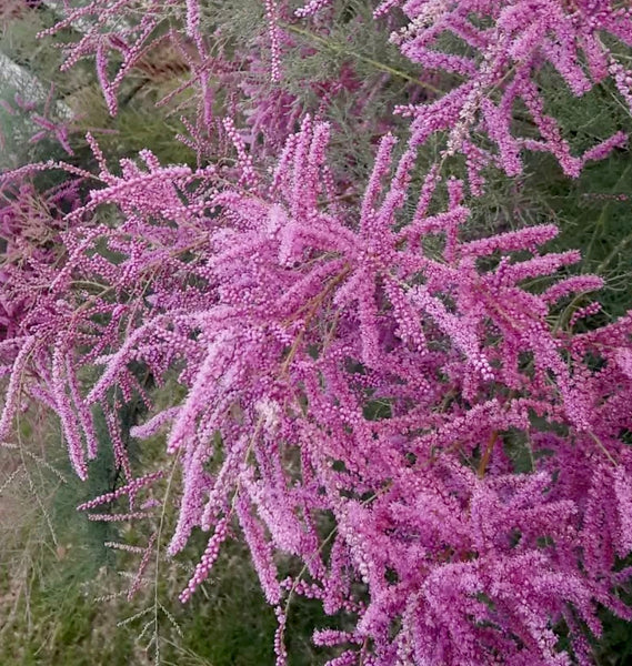 Tamarix Flower Seeds: Essential Planting Guide