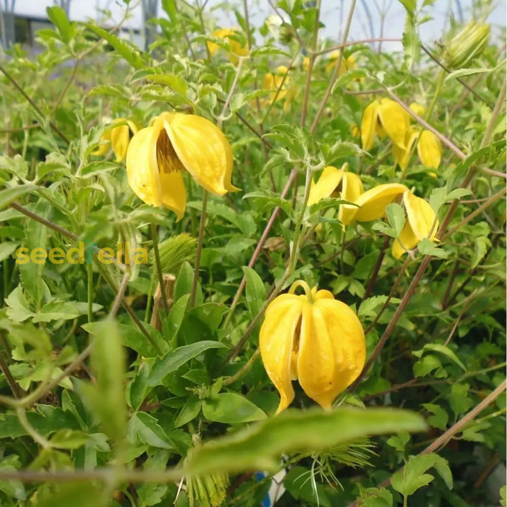Non GMO yellow Tangutica seeds