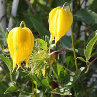 Yellow Tangutica seeds for planting