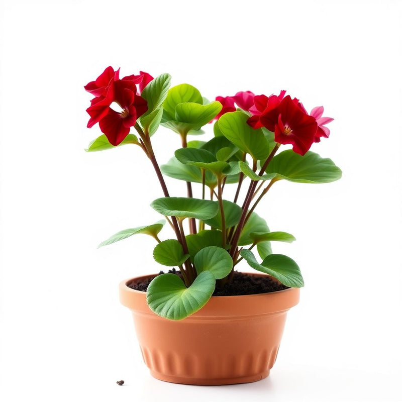 African Violet Red Flower Seeds for Unique Ground Cover | Exotic Blooms