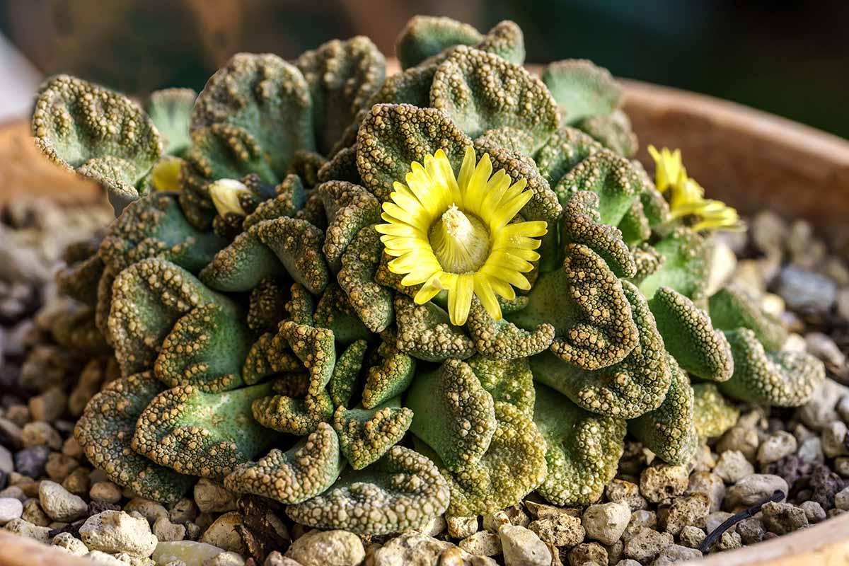 Titanopsis Fulleri Seeds for Easy Planting