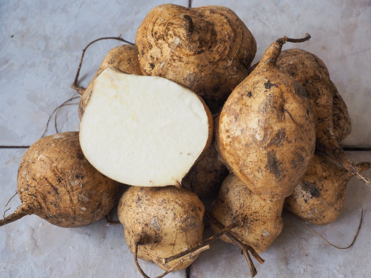 Jicama Vegetable Seeds for Planting