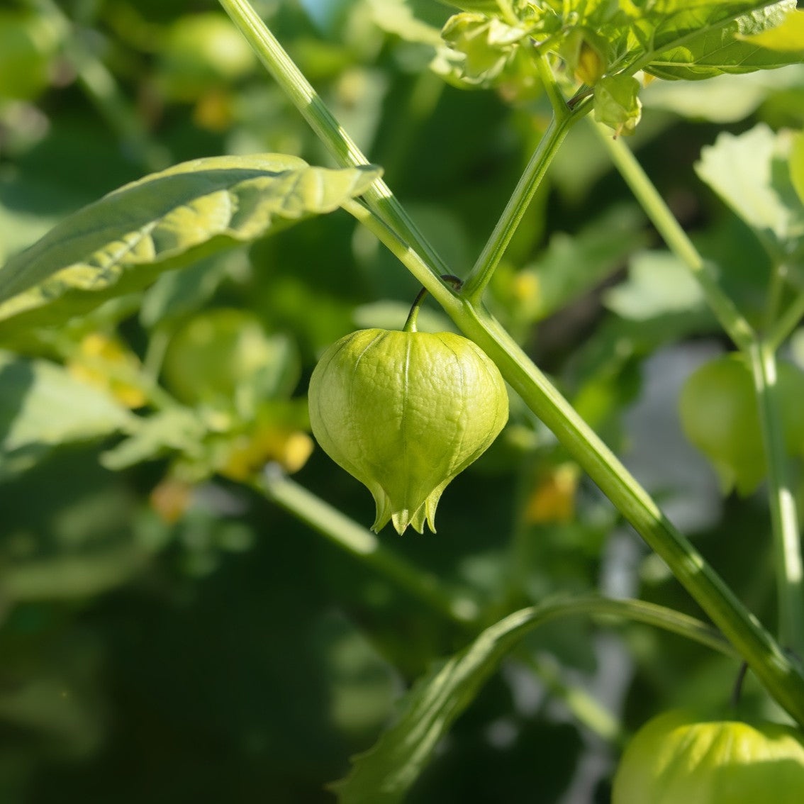 Pineapple Tomatillo Seeds for Rare Yellow Fruits, Eastern European Variety