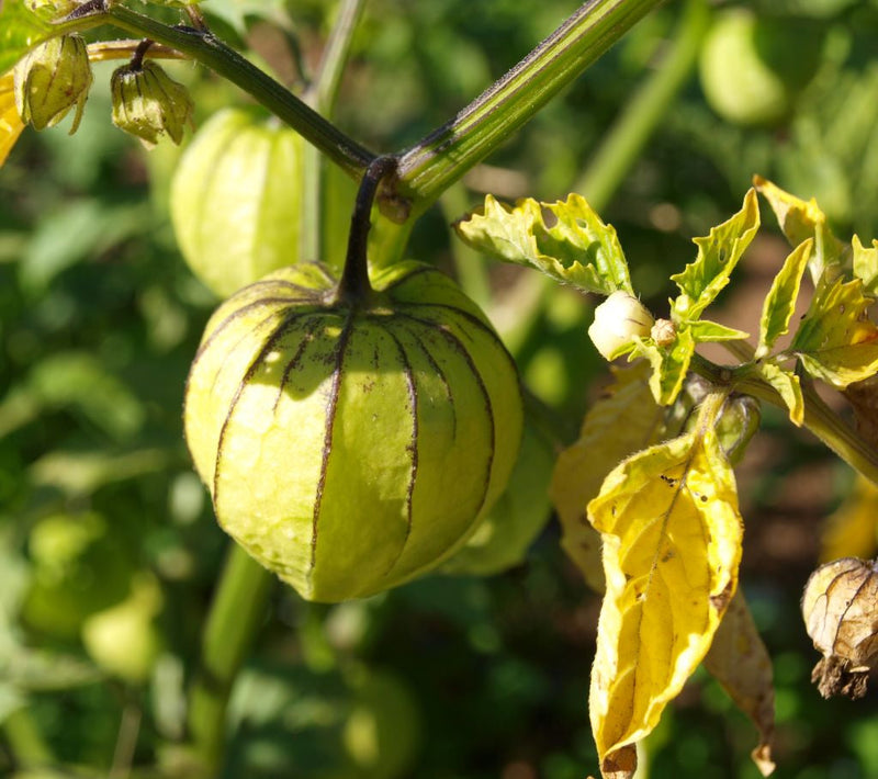 Pineapple Tomatillo Seeds for Rare Yellow Fruits, Eastern European Variety