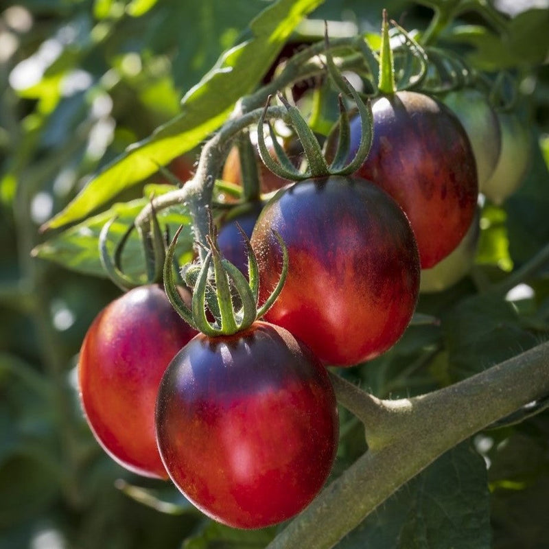 Black Red Tomato Seeds for Planting