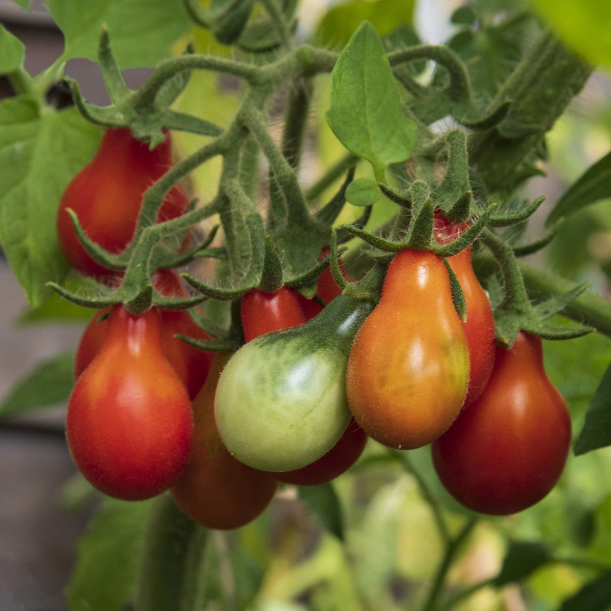 Red Pear Tomato Seeds – Organic Heirloom Tomatoes for Sweet, Pear-Shaped Fruit