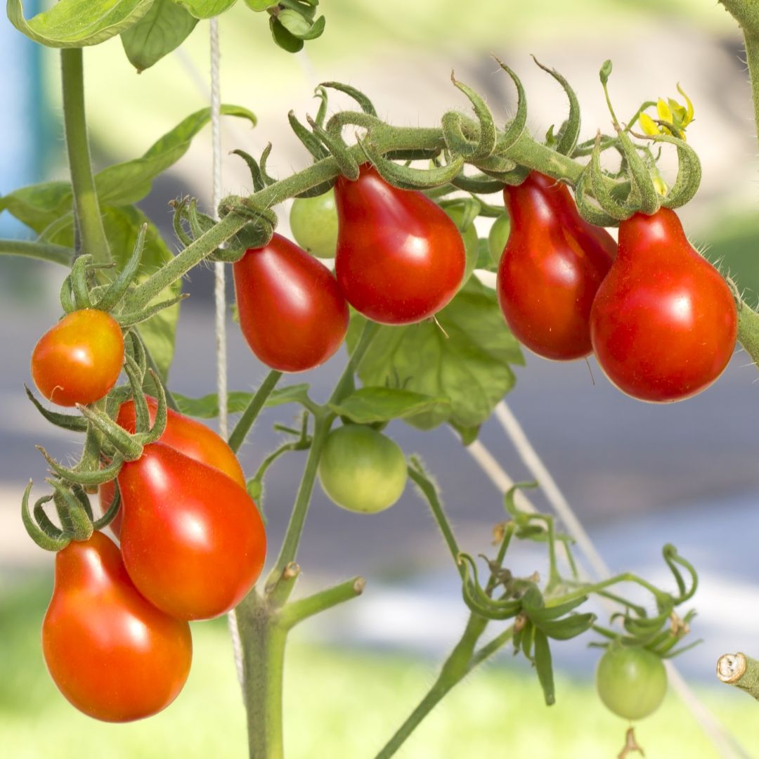 Red Pear Tomato Seeds – Organic Heirloom Tomatoes for Sweet, Pear-Shaped Fruit