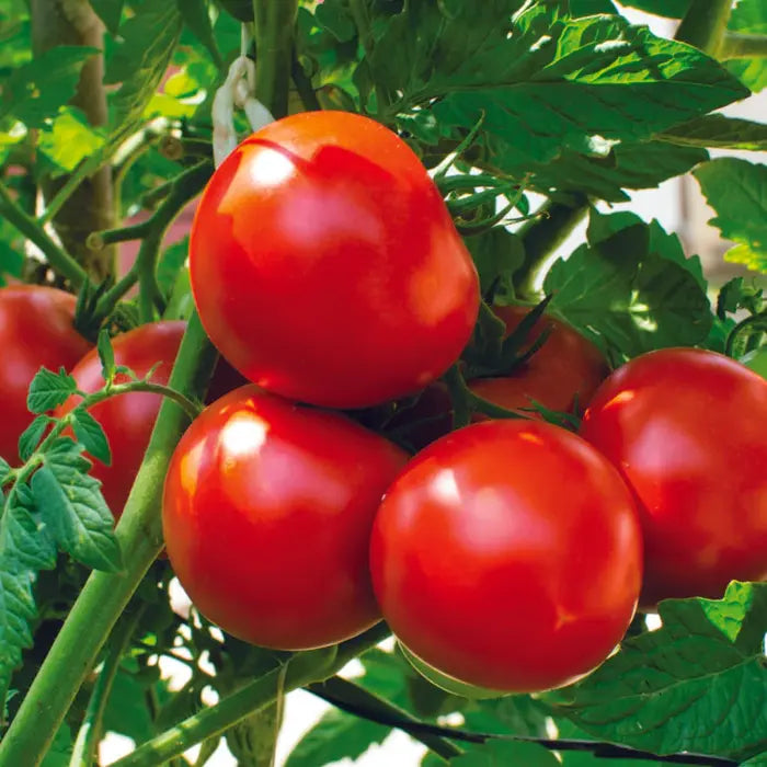 Mix Tomato Vegetable for Planting Seeds