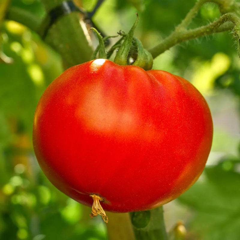 Red Vegetable Tomato Seeds for Planting