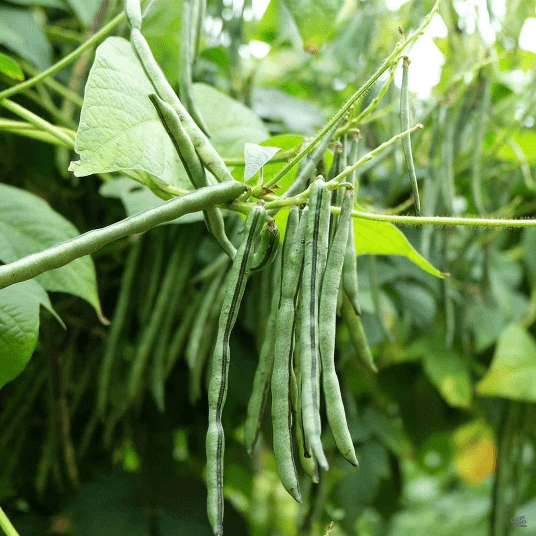 Green Dixie Lee Vegetable Planting Seeds