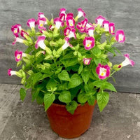 High germination Torenia seeds