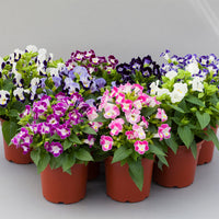 Torenia seeds for pots and hanging baskets