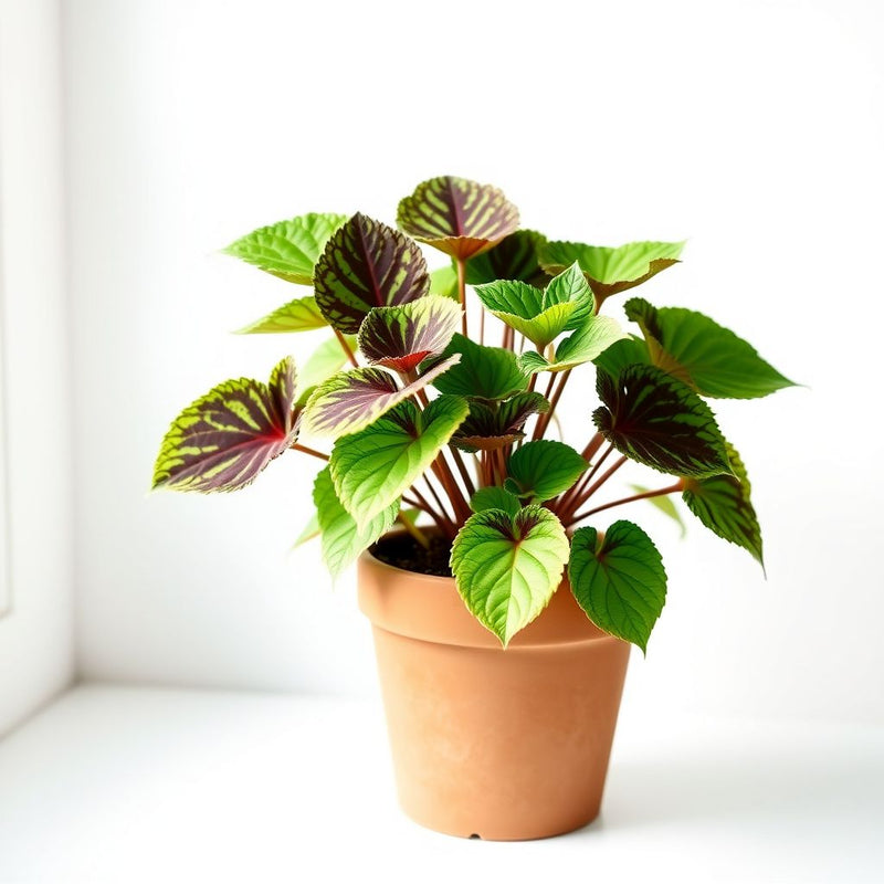 Coleus Green & Black Seeds for Planting