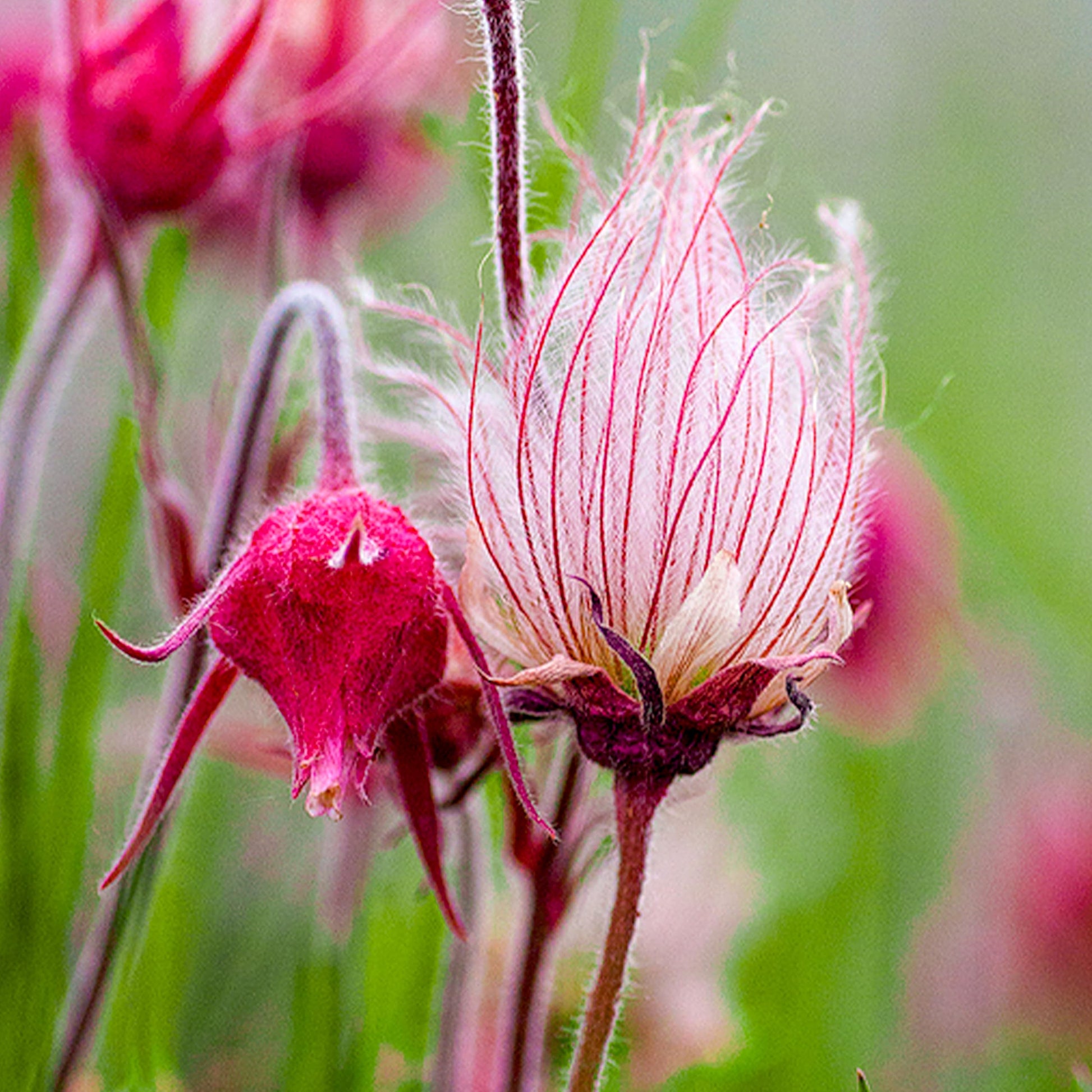 Triflorum flower seeds for easy garden planting
