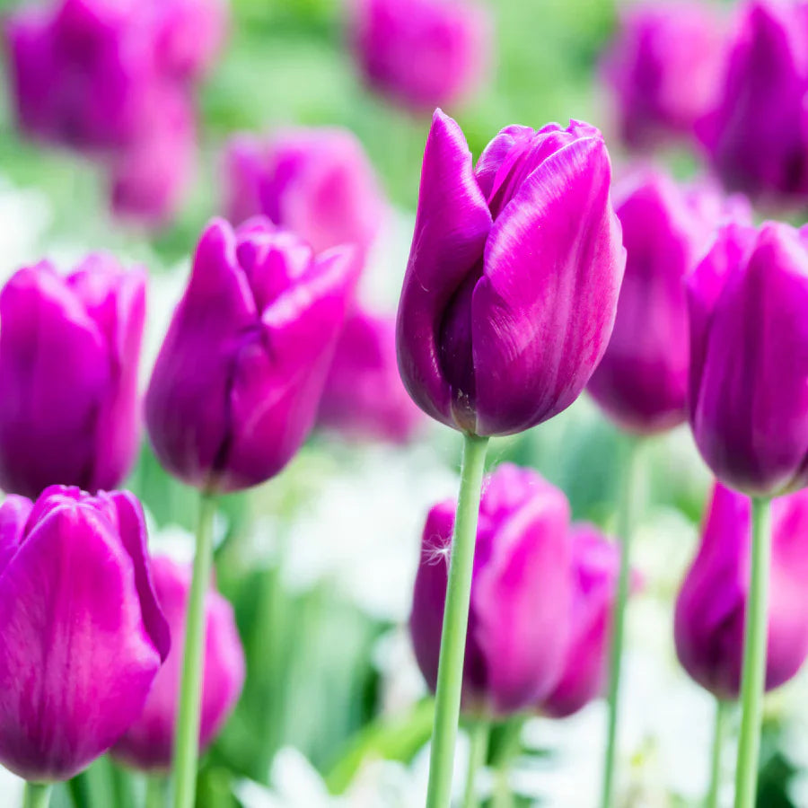 Mixed tulip flowering seeds for elegant gardens