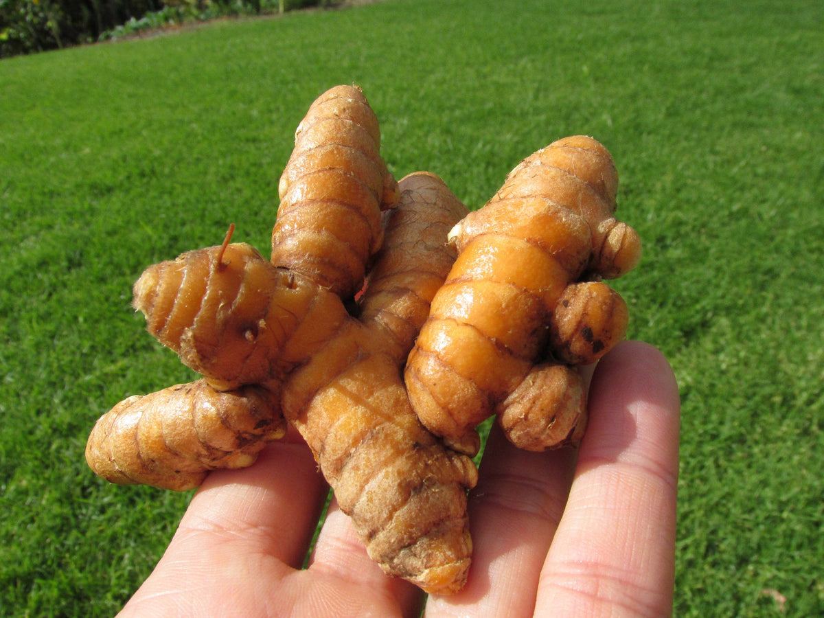 Curcuma Longa Seeds for Planting - Mixed Varieties