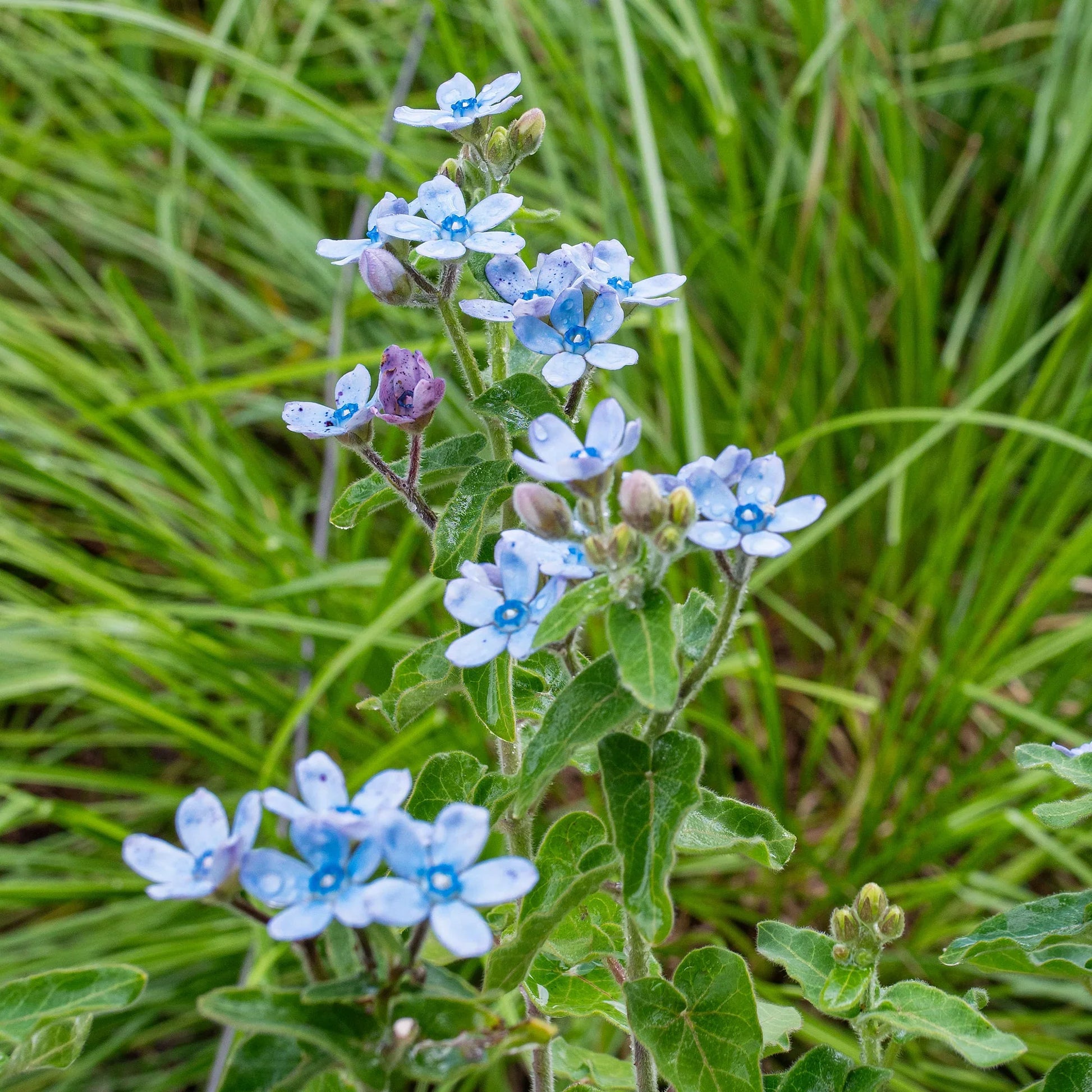 Tweedia blue star flower seeds for planting