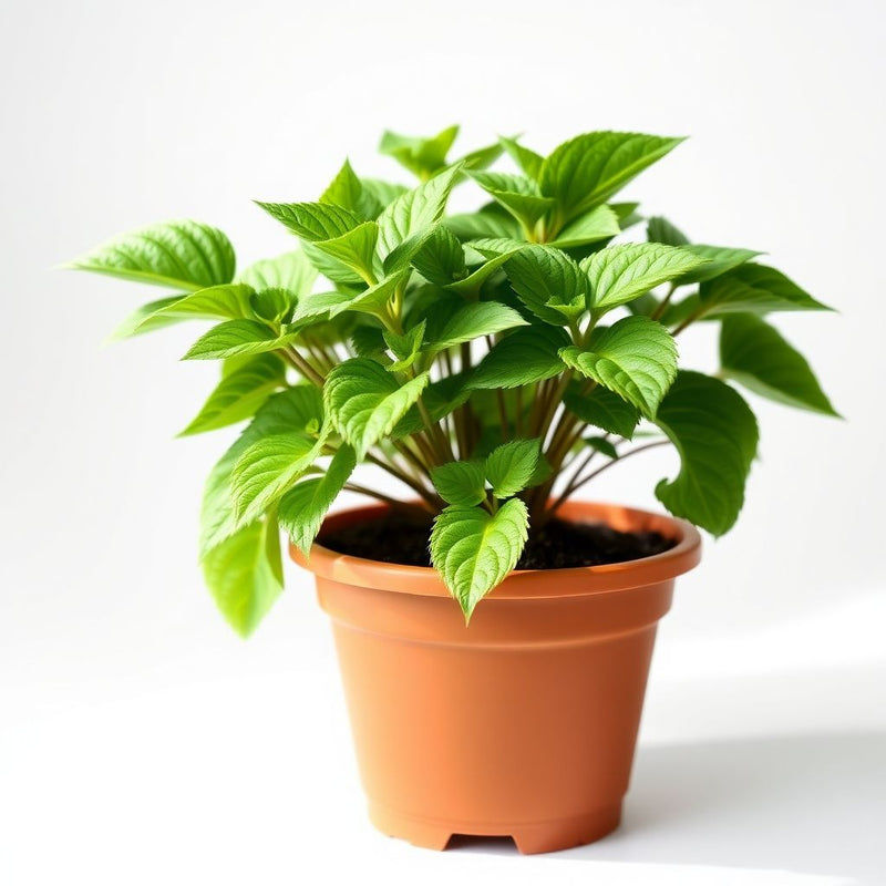 Acalypha Plant Seeds - Perfect for Planting