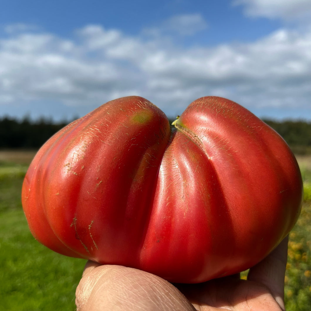Aussie Tomato Seeds for Sweet, Juicy Australian Tomatoes
