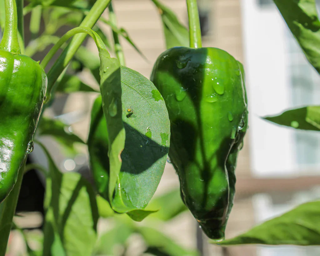 Green Ancho Poblano Vegetable Planting Seeds