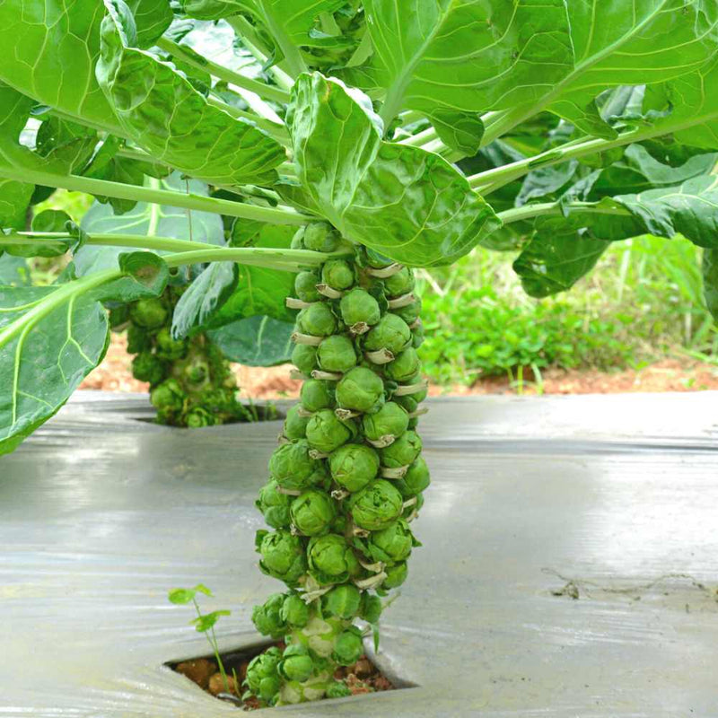 Brussels Sprouts Vegetable Seeds - Easy Planting