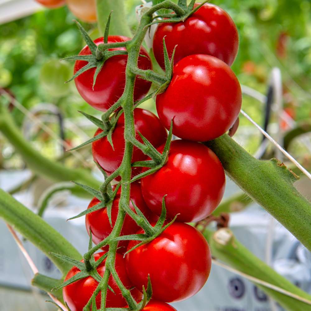 Solanum Trilobatum Cherry Vegetable Seeds for Planting in Vegetable Patch