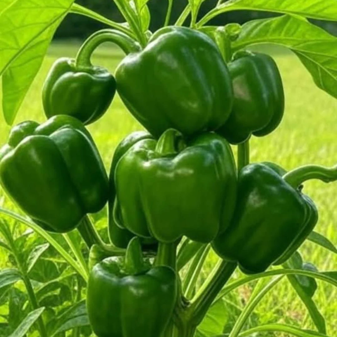 Capsicam Vegetable Seeds for Easy Planting