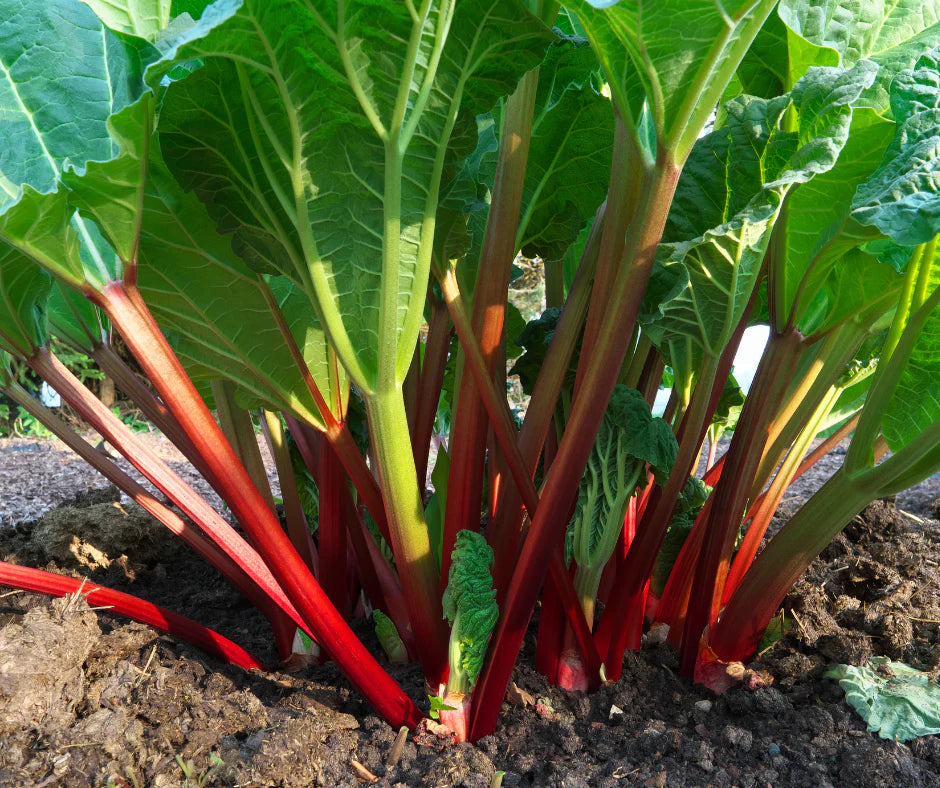 Ruibarbo Plant Seeds for Gardening and Planting: Grow Your Own Delicious Rhubarb!