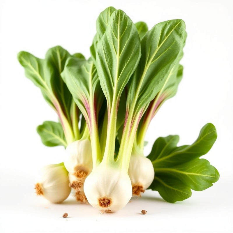 Crisp Endive Vegetable Seeds for Planting