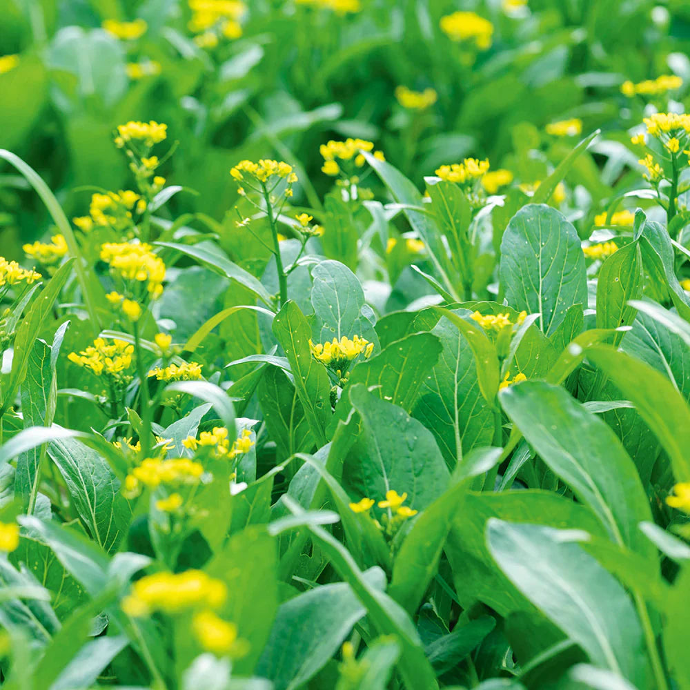 Green Choy Sum Vegetable Seeds for Easy Planting