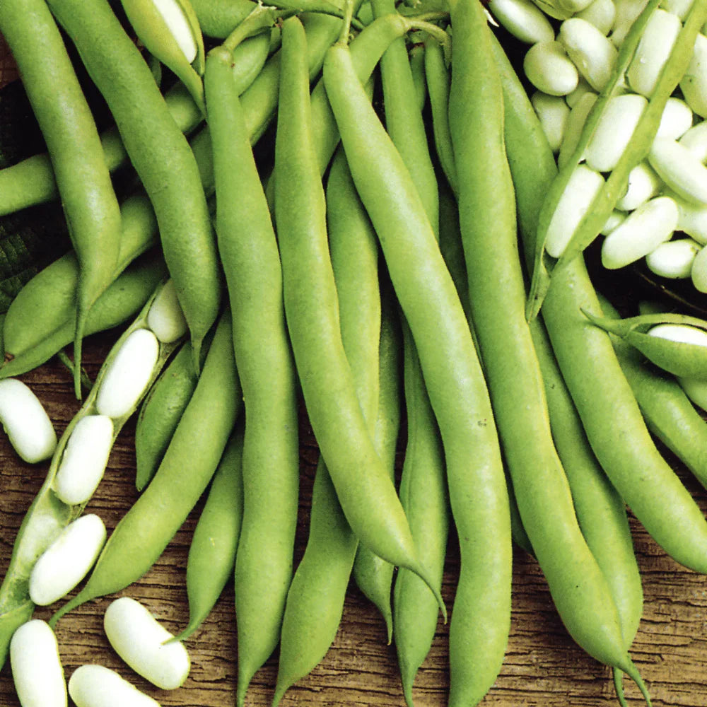 White Bush Bean Seeds for Home Planting