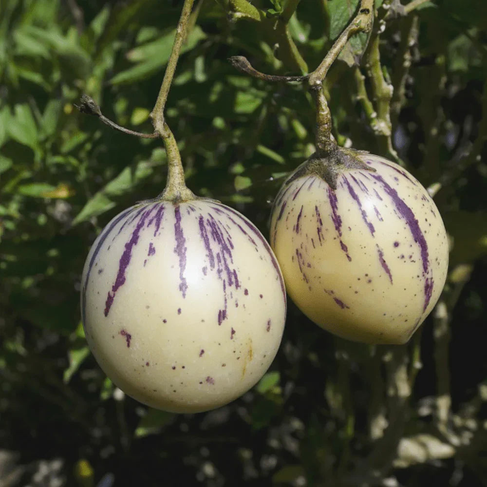 White Purple Pepino Melon Fruit Seeds for Sweet Harvest Planting
