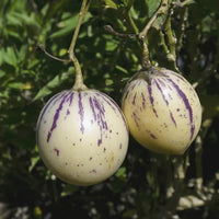 White Purple Pepino Melon Fruit Seeds for Sweet Harvest Planting